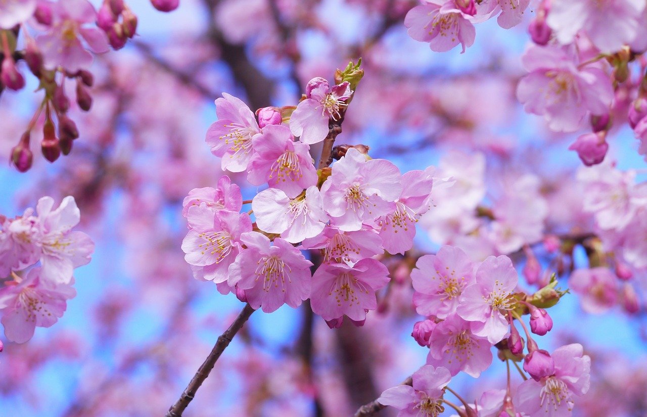 河津 三浦 桜 海岸